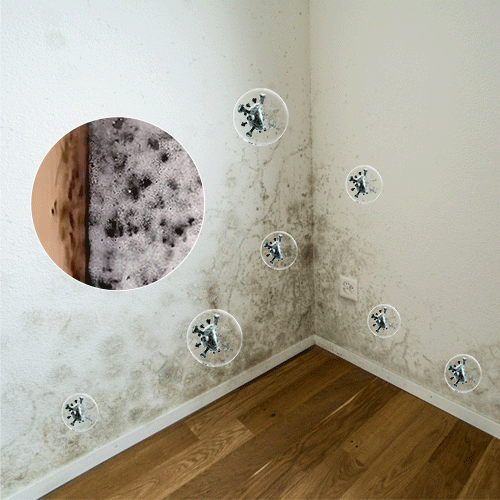 Wall Mold Remover Spray